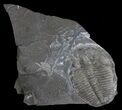 Elrathia Trilobite Fossil - Utah #6748-1